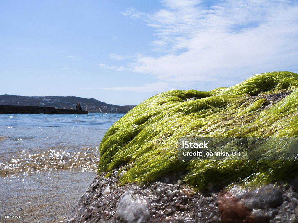 Alga Verde ao longo da praia - Foto de stock de Afloramento royalty-free