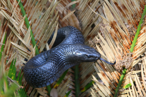 The eastern indigo snake is a large nonvenomous snake native to the Eastern United States.