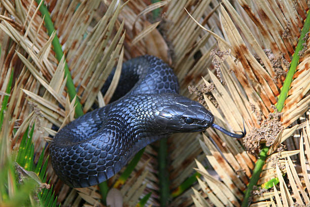 Eastern Indigo Snake The eastern indigo snake is a large nonvenomous snake native to the Eastern United States. east photos stock pictures, royalty-free photos & images