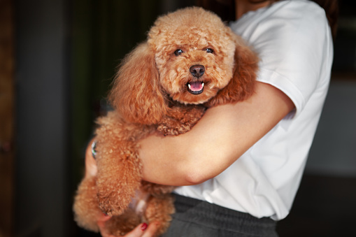Woman Holding Pet Puppy Dog. Small poodle Dog in owner's arms looks into camera.