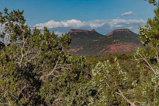Mid-afternoon view of the unique geological features that give Bears Ears its' name, as seen from the West side in Natural Bridges National Monument deep in the heart of southern Utah's canyon country