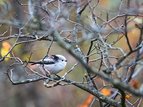Long-tailed Tit perched on small willow bush branch in winter season