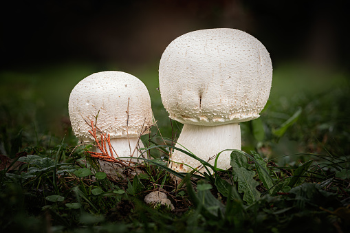 Two Horse mushrooms, a species of Agaricus, growing through the leaf mould of a forest floor in the Dordogne region of France