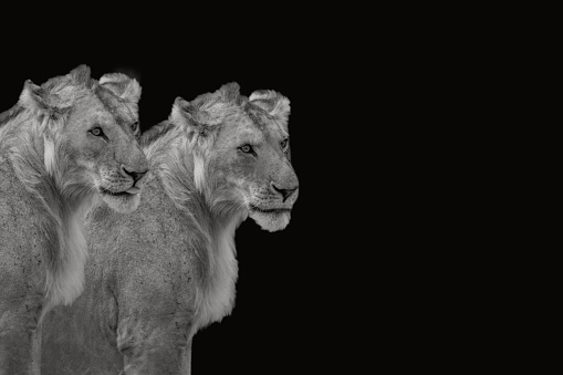 Two beautiful wild lions sitting on the black background