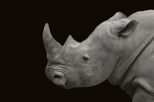 Big horn rhinoceros portrait head closeup head