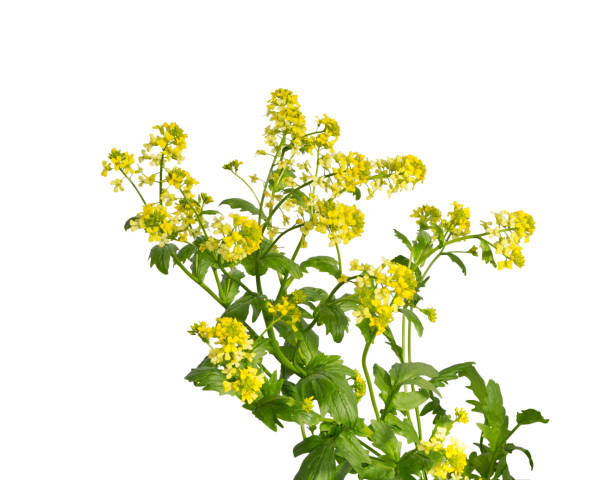 planta de mostaza floreciendo en blanco. flores de mostaza silvestre. - mustard flower fotografías e imágenes de stock