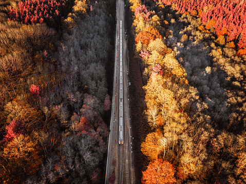 Aerial top down view, taken by drone, depicting a passenger train traveling through a golden forest in autumn.
