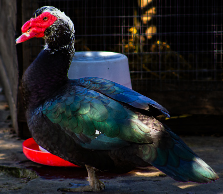 A side profile of a Muscovy Duck with black and green feathers and a red mask.