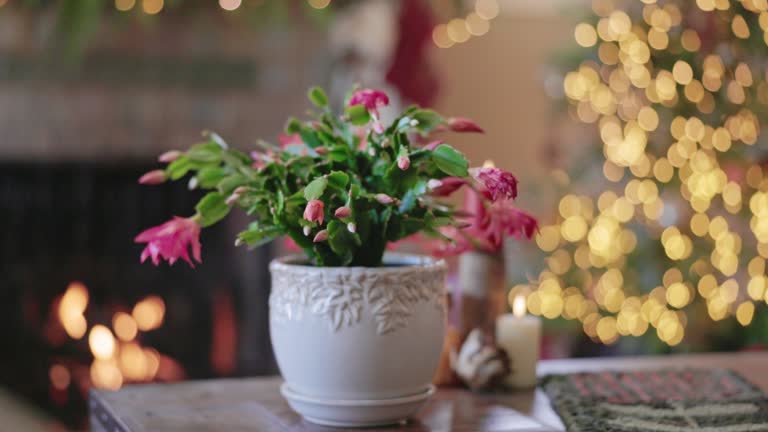 Christmas Cactus and Living Room with Fireplace and Tree