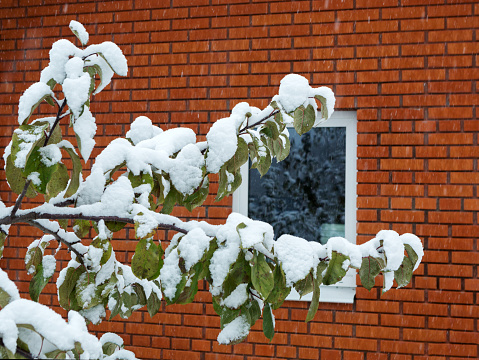 A tree branch covered in snow on the brick wall background