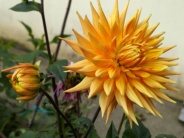 istock Yellow-orange  dahlia 181171770