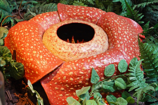 Meat flower, rafflesia Arnoldii, parasitic flowering plant