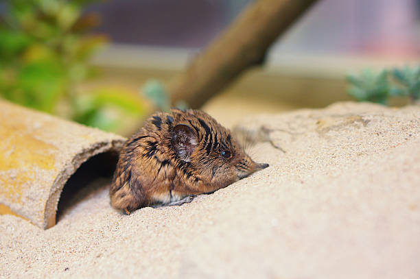 Gerbil in the sand stock photo