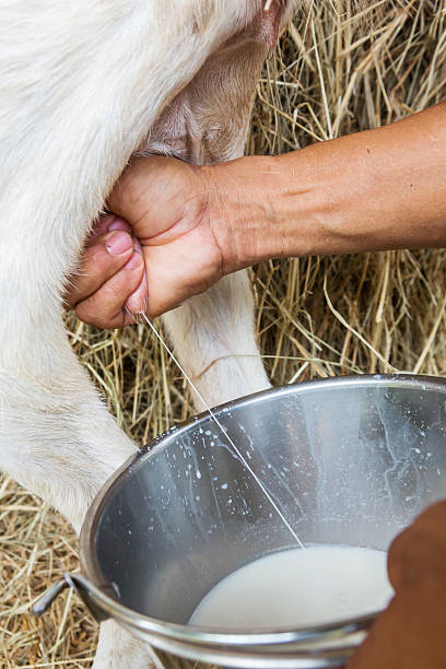 istock Person milking a goat into the silver bowl 181172803