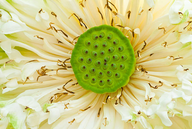 blooming lotus flower