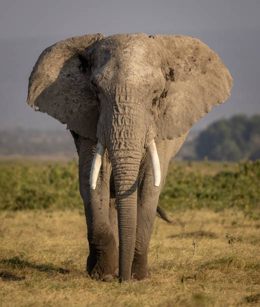 istock An Elephant in Africa 1811732662