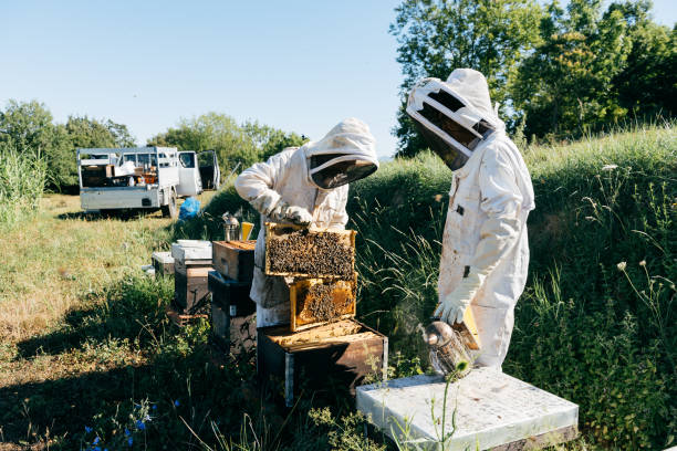 istock Unrecognizable beekeepers harvesting honey from beehive in apiary 1811733171