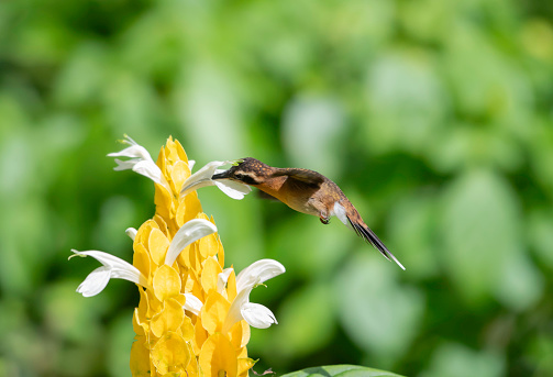Little Hermit hummingbird, Phaethornis longuemareus, in flight feeding on a tropical yellow plant with green background