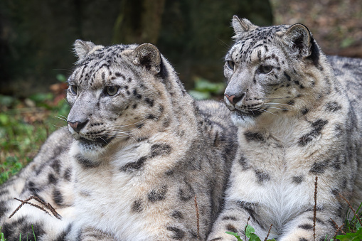 Pair of snow leopards (Panthera uncia)