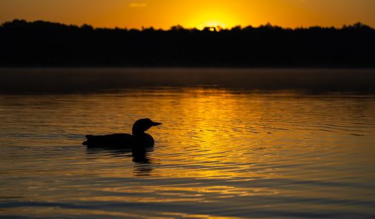 Wild duck (Anas platyrhynchos) in the Llobregat river.