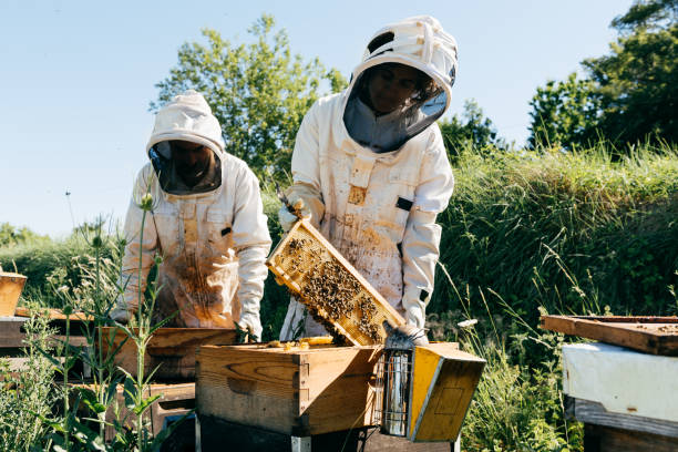 istock Apiarists collecting honey in countryside 1811737039