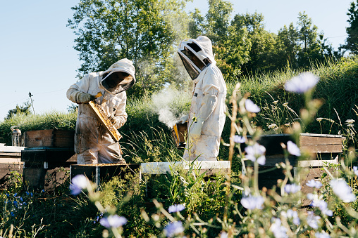 A Greek beekeeper is working with his hives to collect the honey. He is lifting a tray full of honeycomb out of the box. Image taken on Lemnos island. The bushes surrounding the boxes are Thyme.