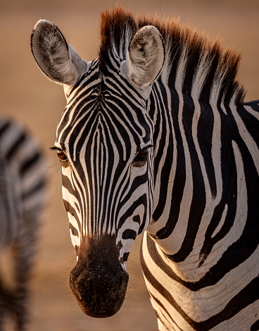 Fully grown wild plains Zebra standing in its African wildlife reserve