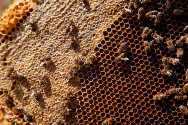 istock Working bees on the brown honeycomb with sweet honey. 1811738664