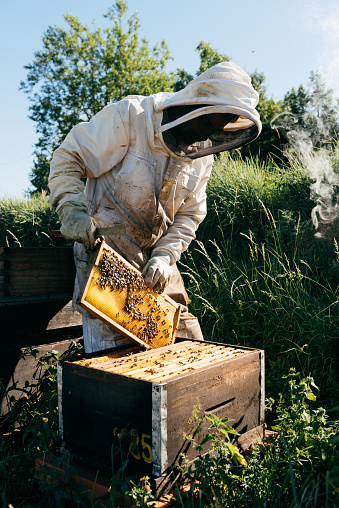 Unrecognizable male beekeeper in protective suit putting honeycomb frames into wooden beehive on green grassy field on sunny day in apiary