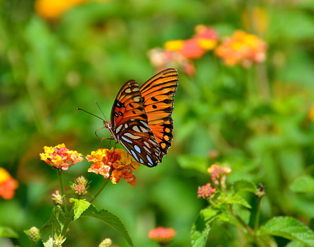 istock Gulf Fritillary Butterfly 181173951