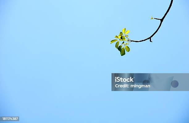 Fresh Green Leaves And Blue Sky Stock Photo - Download Image Now - Beech Tree, Blue, Branch - Plant Part