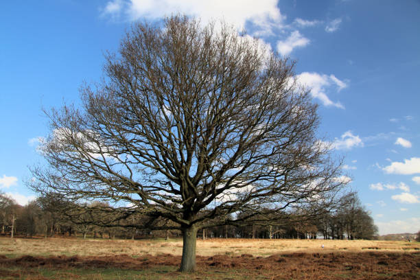 istock A view of Richmond Park 1811743992
