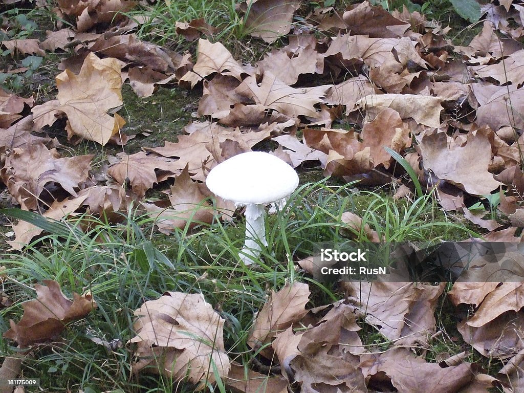 mushroom white mushroom in a forest Autumn Stock Photo