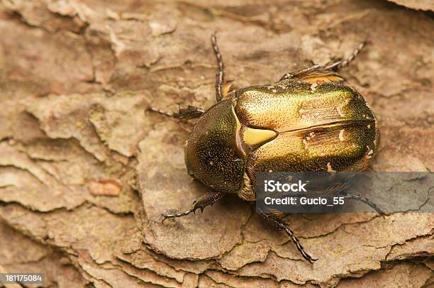 Cetonia Aurata — стоковые фотографии и другие картинки Бронзовки - Бронзовки, Горизонтальный, Двигаться вверх