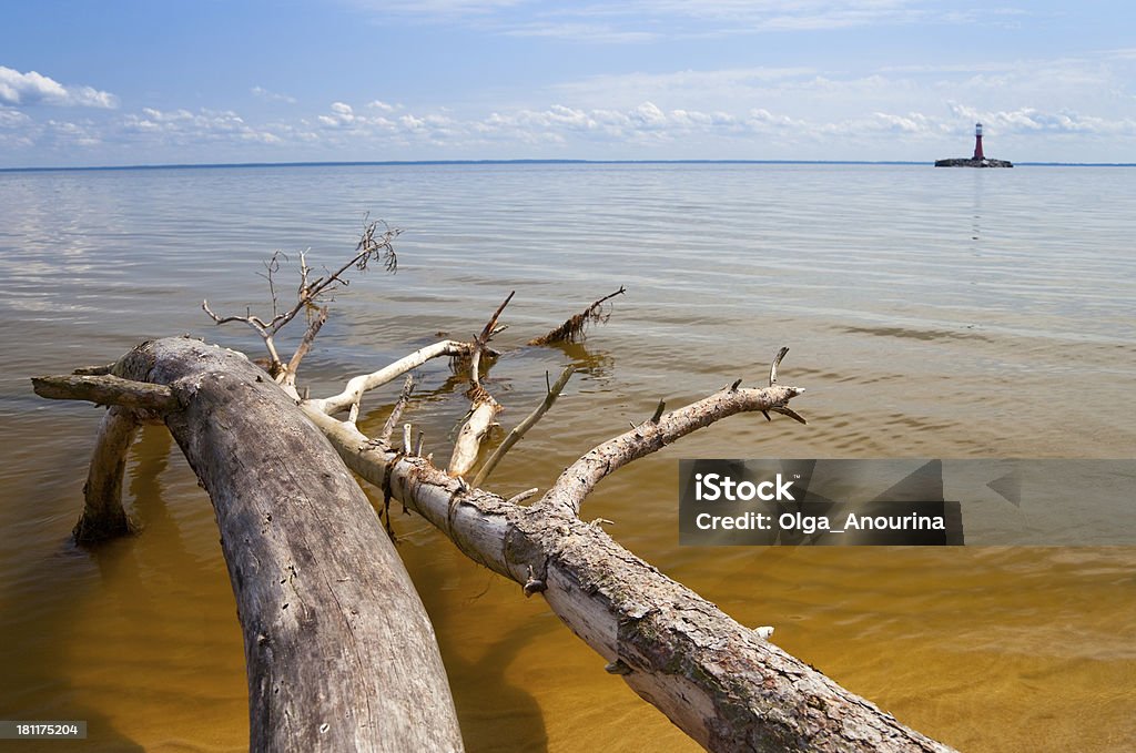 旧 dryed アウトの木が並ぶビーチ。 - バルト三国のロイヤリティフリーストックフォト