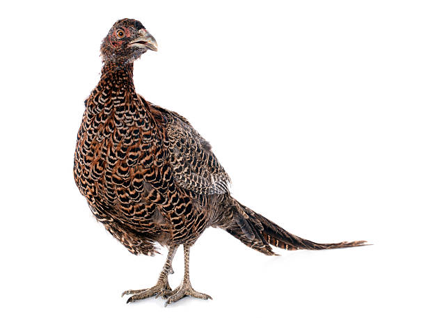 istock female European Common Pheasant 181175290