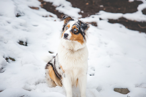 Portrait of an Australian Shepherd puppy sitting in the snow in Beskydy mountains, Czech Republic. View of dog on his owner and politely waiting.