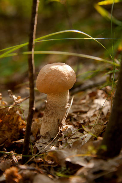 istock Close up view of brown cap boletus growing in forest. 1811754455
