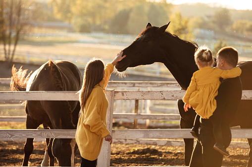 young parents walk with little daughter near horses in autumn park. Dad and mom holding baby girl. Happy family concept.