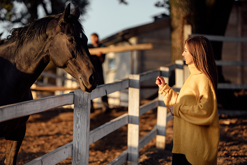 young beautiful woman in a yellow sweater near the horses in the autumn park on a sunny day.