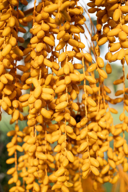 istock Date palm stock photo 1811761542