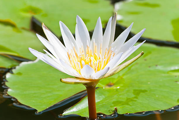 istock image of a lotus flower on the water 181176896