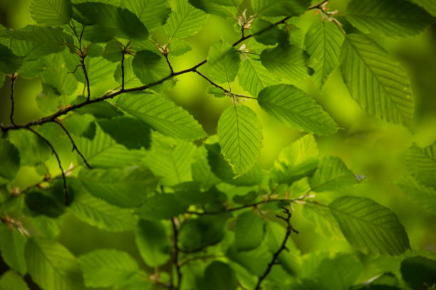 istock Natural green background with green leafs 1811773641