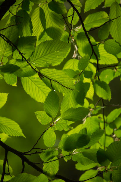 istock Natural green background with green leafs 1811774063
