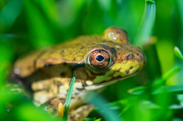 istock Close up of a Frog 1811780082