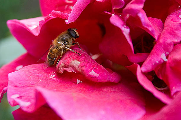 Bee on a flower stock photo