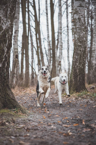 istock Two Siberian husky brothers running along a forest path. Competitive dogs running a race. Ostrava, Czech republic, central Europe 1811786601