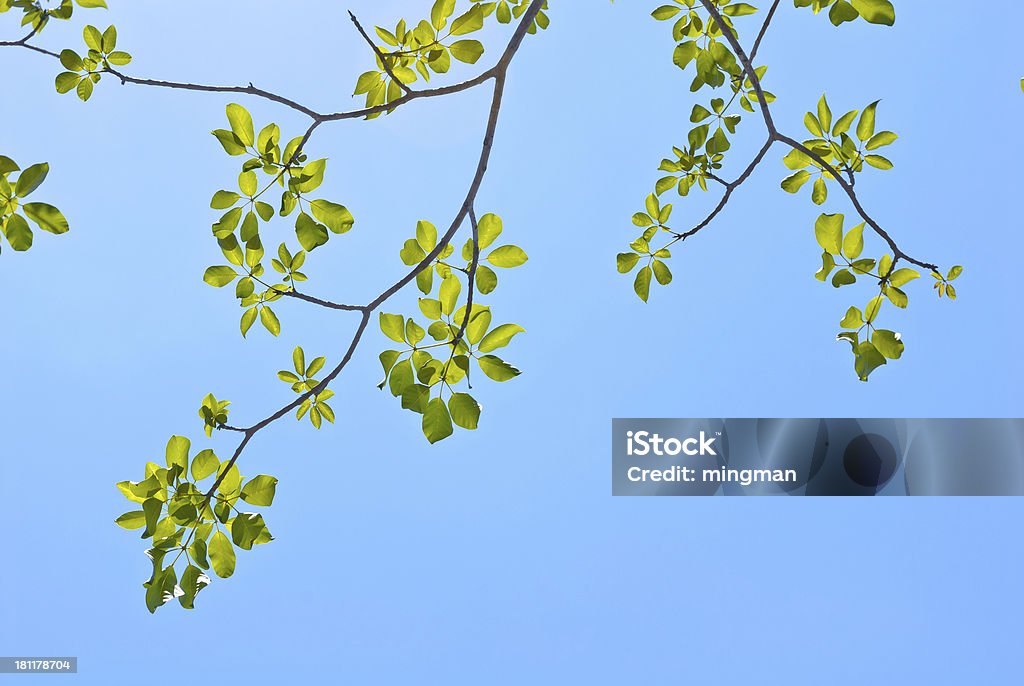 Frische grüne Blätter und blauer Himmel - Lizenzfrei Ast - Pflanzenbestandteil Stock-Foto