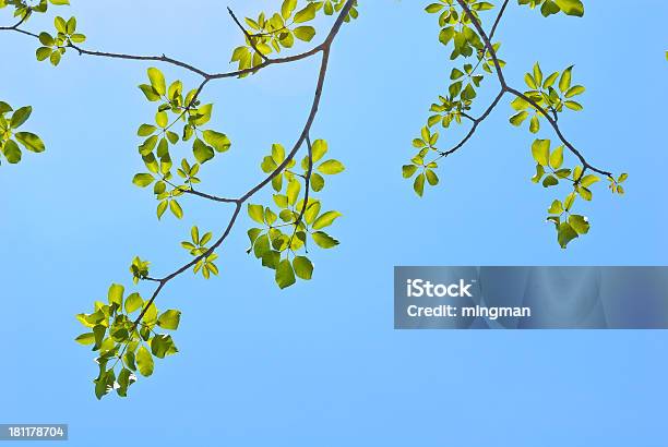 Frische Grüne Blätter Und Blauer Himmel Stockfoto und mehr Bilder von Ast - Pflanzenbestandteil - Ast - Pflanzenbestandteil, Baum, Blatt - Pflanzenbestandteile