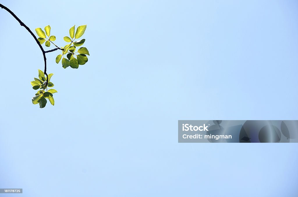 Świeże Zielone liście i blue sky - Zbiór zdjęć royalty-free (Bez ludzi)